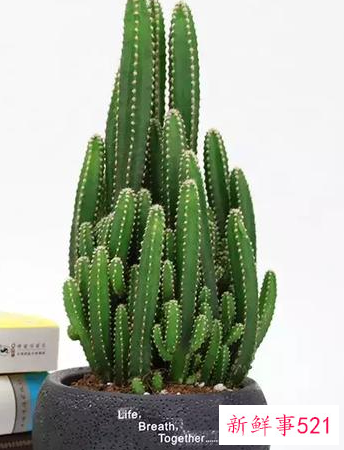 适合桌子上摆的绿植