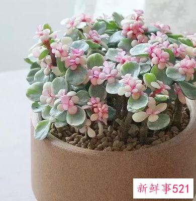 适合桌子上摆的绿植