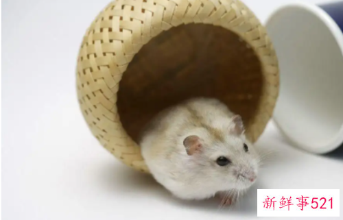 梦见床上都是老鼠