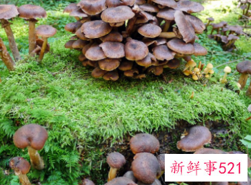 红菌菇的功效与作用优劣