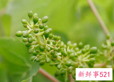 梦见槲寄生开花是什么意思