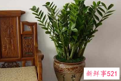 最招财的植物盆栽