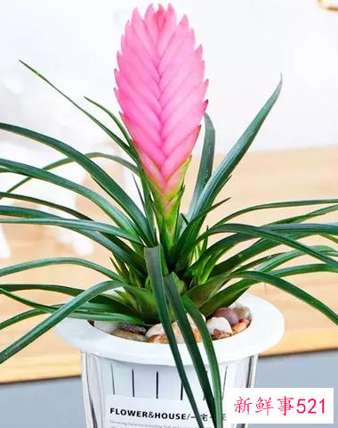 适合桌子上摆的绿植