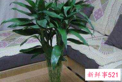 最招财的植物盆栽