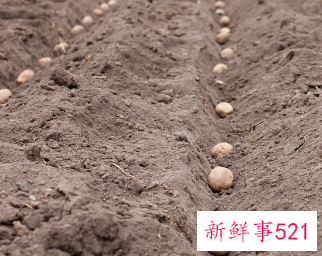 不能使用草木灰的蔬菜