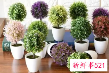 卧室风水植物的讲究