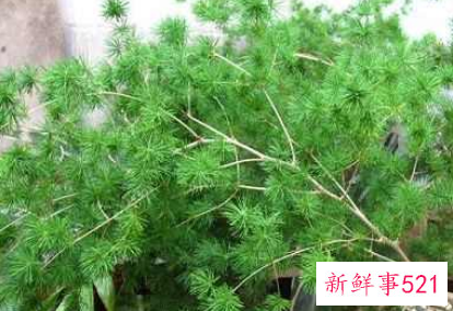 最招财的植物盆栽