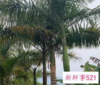 梦见椰子树是什么意思