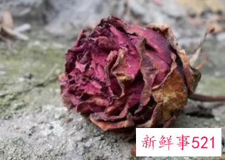 孕妇梦见花枯萎了是什么意思