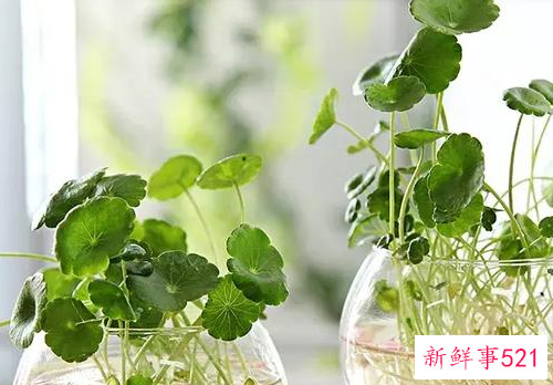 适合桌子上摆的绿植