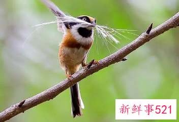 麻雀飞在窗户上的征兆