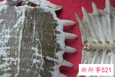 女人必吃的十大补品排名