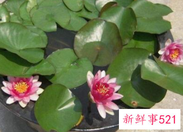 睡莲在家里养有啥风水讲究吗