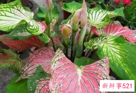 适合桌子上摆的绿植