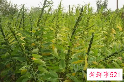 梦见大麻种子有什么征兆