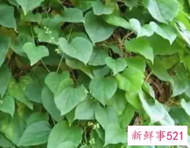 防己的作用和功效