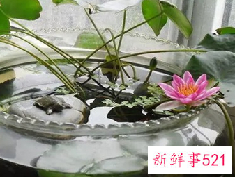 睡莲在家里养有啥风水讲究吗