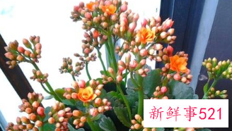 过年了家里摆什么花好