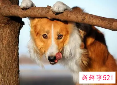 属狗的脾气是什么样的