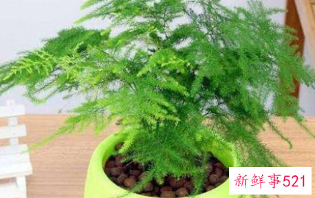 适合桌子上摆的绿植