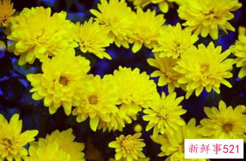 菊花代表什么精神