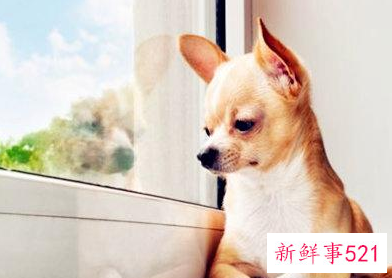 属狗的脾气是什么样的