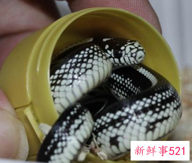 梦见一群小蛇是什么预兆