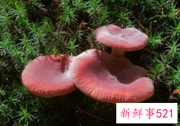 红菌菇的功效与作用优劣