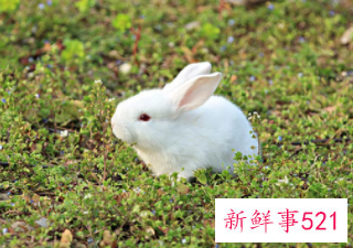 婚姻属兔的最佳配偶