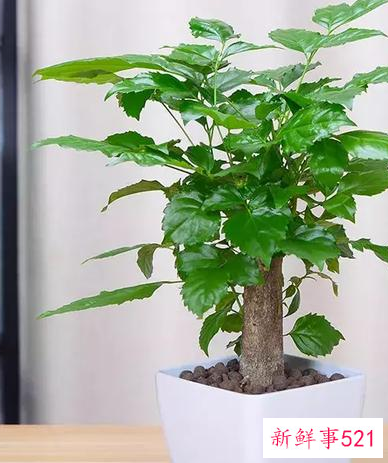 适合桌子上摆的绿植