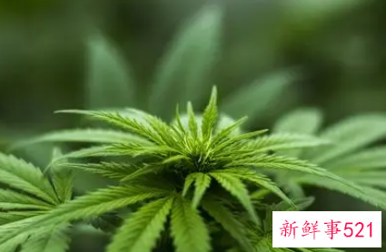 梦见大麻种子有什么征兆