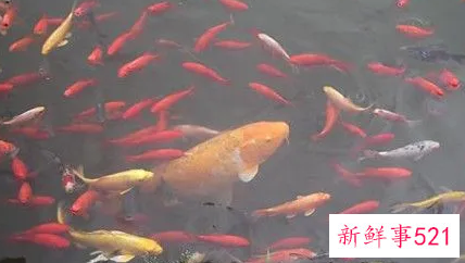 梦见鱼是不是要发财了