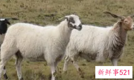 梦见野羊什么意思