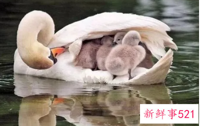 小儿轻微发烧怎么进行治疗