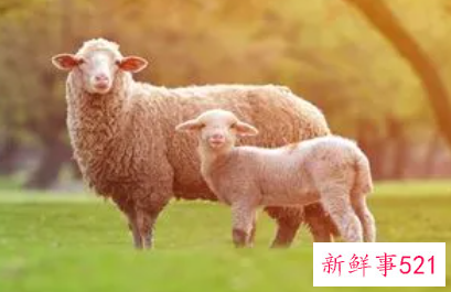 梦见野羊什么意思