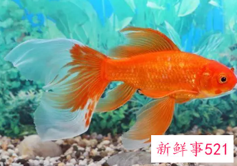 梦见鱼是不是要发财了