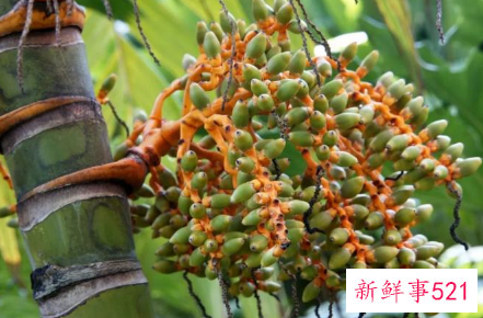 即日起将停止槟榔及其制品的宣传推销