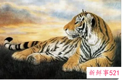 生肖属虎取名宜用字