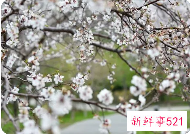 梦见杏花开有什么预兆