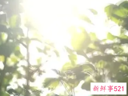 梦见刺眼的阳光照射我