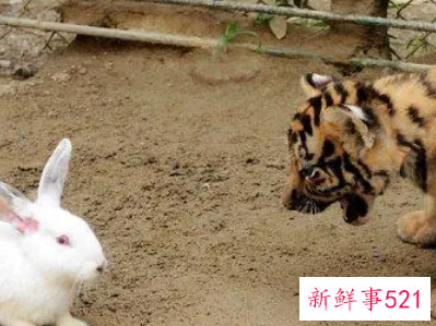 女虎男兔是结婚的大忌怎么破解