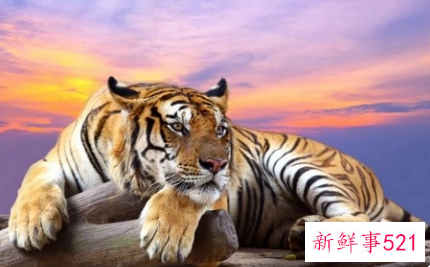 生肖属虎取名宜用字