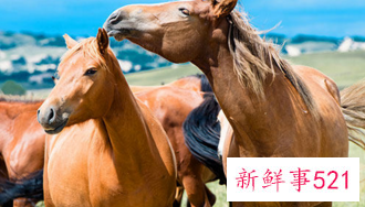 1990属马一生财运