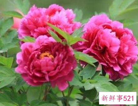 让男人不放心的生肖女