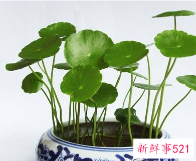 金钱草加薏米的功效