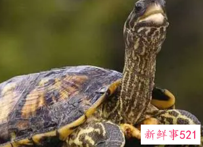 梦见龟和龟壳分开了是什么意思