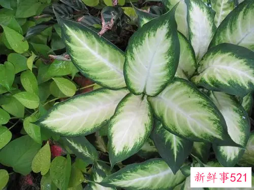 花叶万年青养殖办法