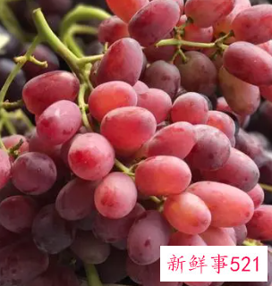 红提功效与作用及禁忌