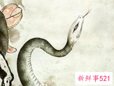 属蛇女人想睡你的表现