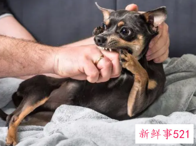 孕妇梦见狗咬人是什么意思